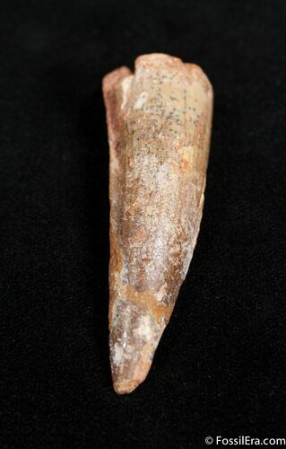 / Inch Spinosaurus Tooth #1512